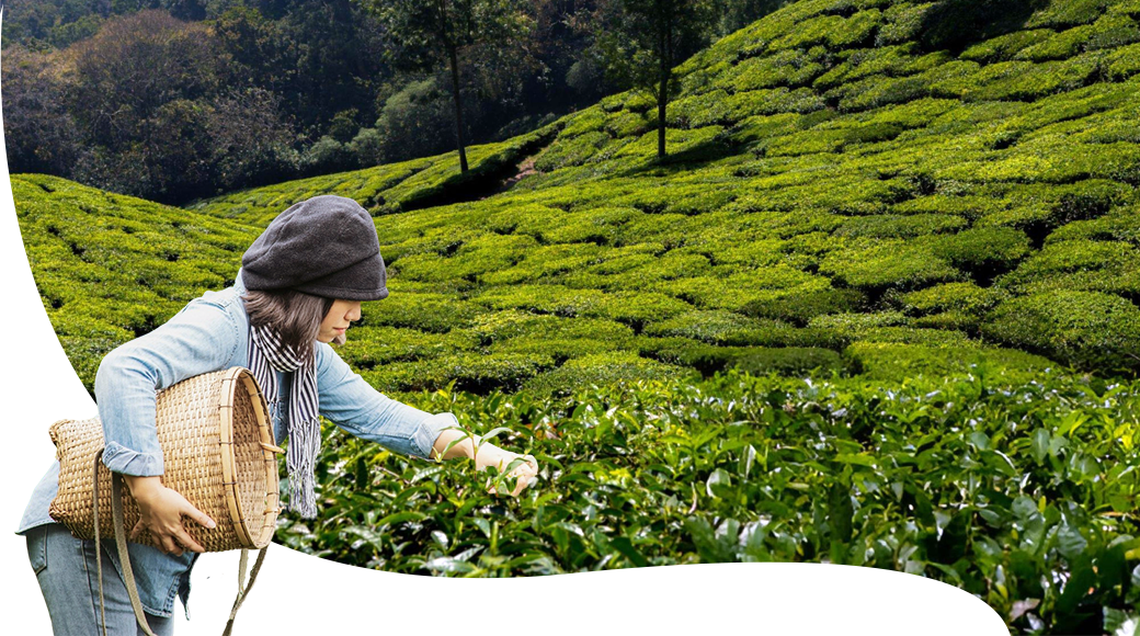 From Garden to Cup: The Journey of your Green Tea & Why Origin Shapes Flavor - Tea Mll - Green Tea