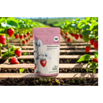 Strawberry Herb Bliss herbal tea with dried strawberry pieces and botanicals