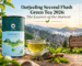 Darjeeling Second Flush Green Tea 2026 Tea Mill product in Darjeeling tea garden
