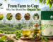 Organic tea leaves and freshly brewed tea illustrating the journey from farm to cup.